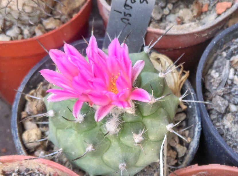  - Cactusi suculente 2020