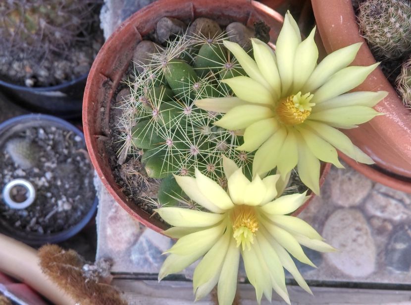  - Cactusi suculente 2020