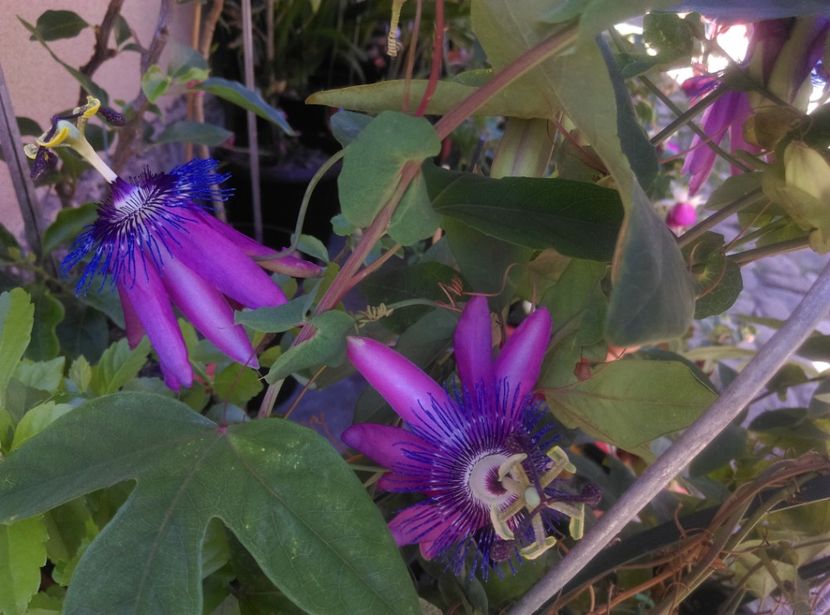  - Passiflora 2020