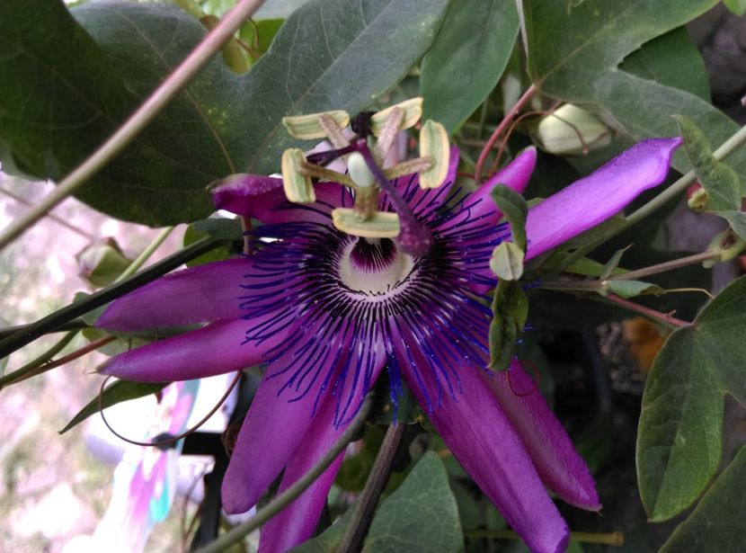 - Passiflora 2020