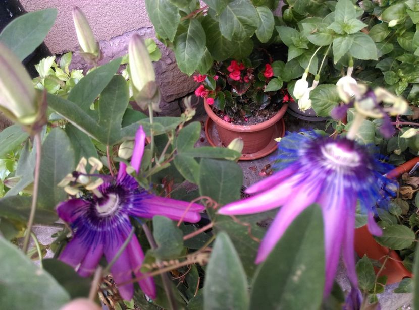  - Passiflora 2020