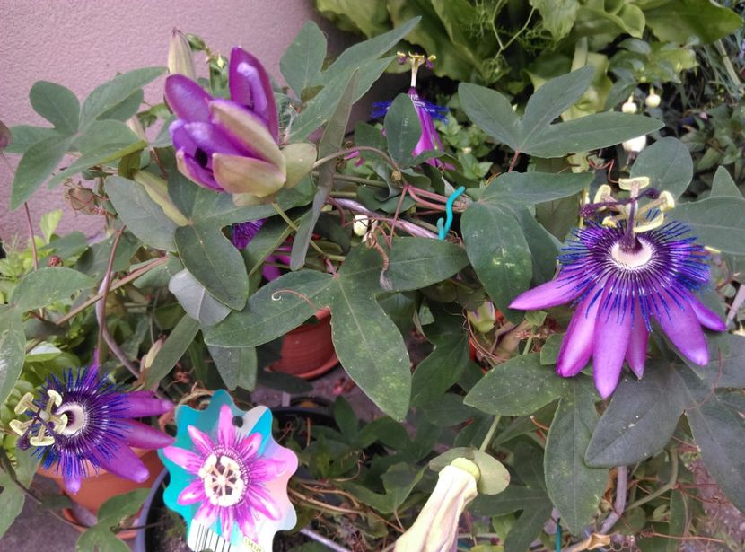 Lady Margaret 8mai Lidl - Passiflora 2020