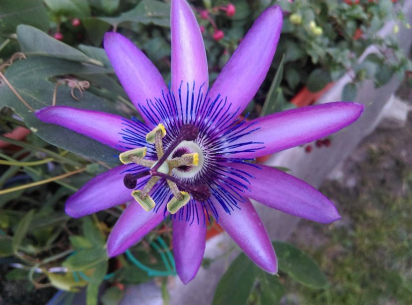  - Passiflora 2020