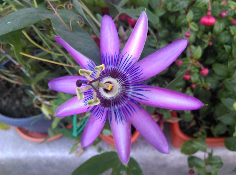  - Passiflora 2020