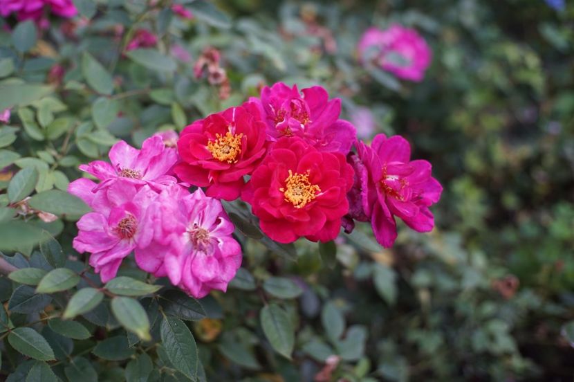  - August 2019- August 2020