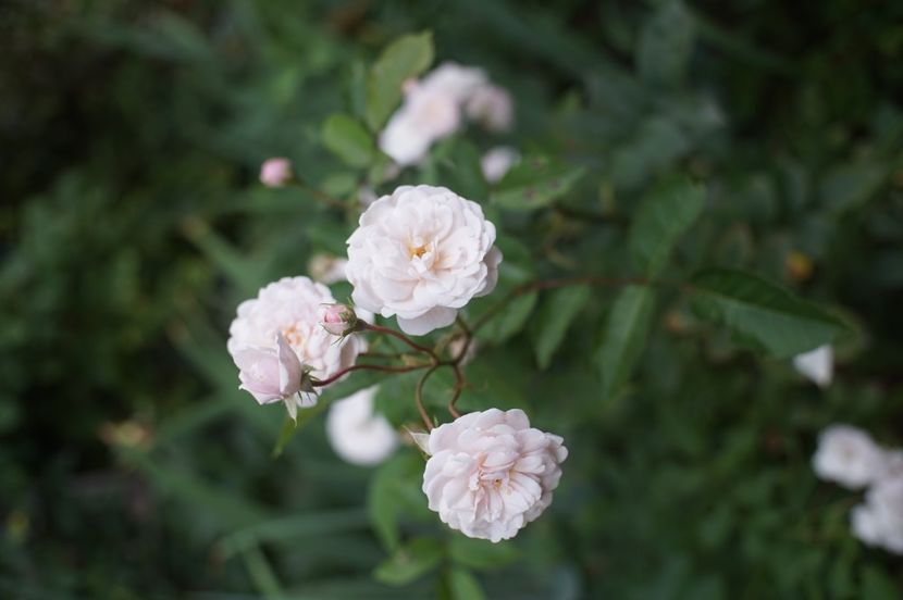  - August 2019- August 2020