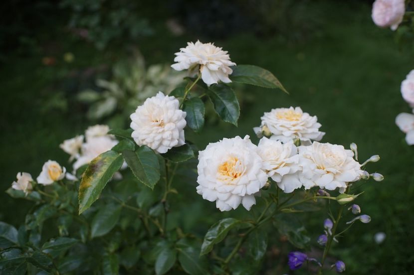  - August 2019- August 2020