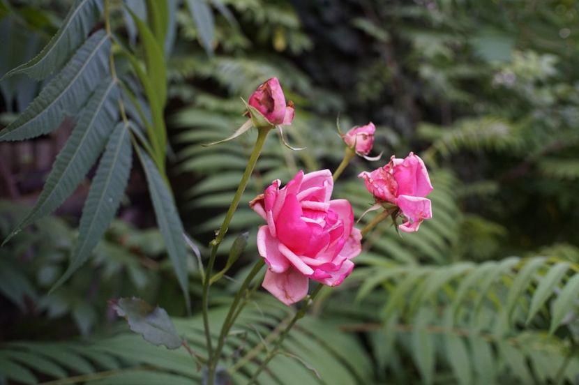  - August 2019- August 2020