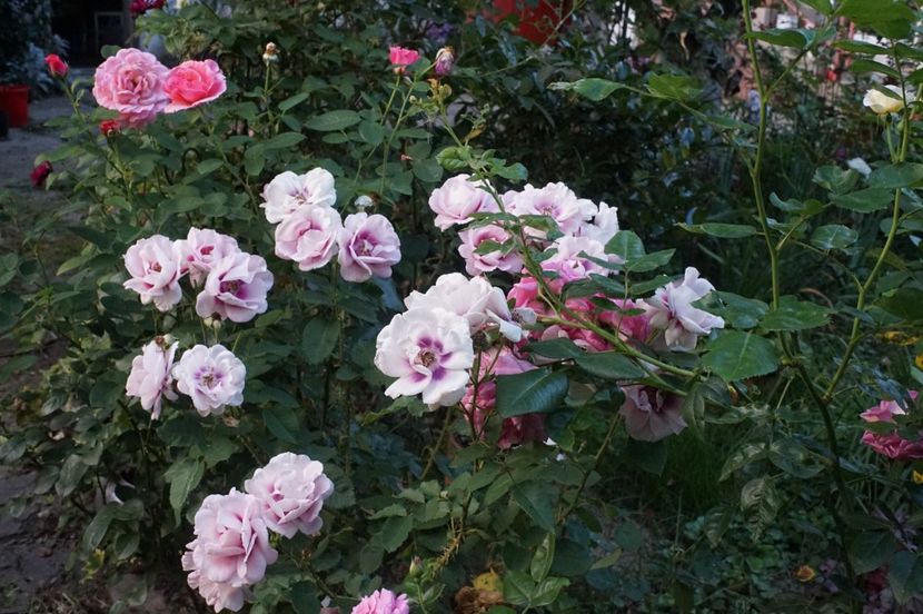  - August 2019- August 2020