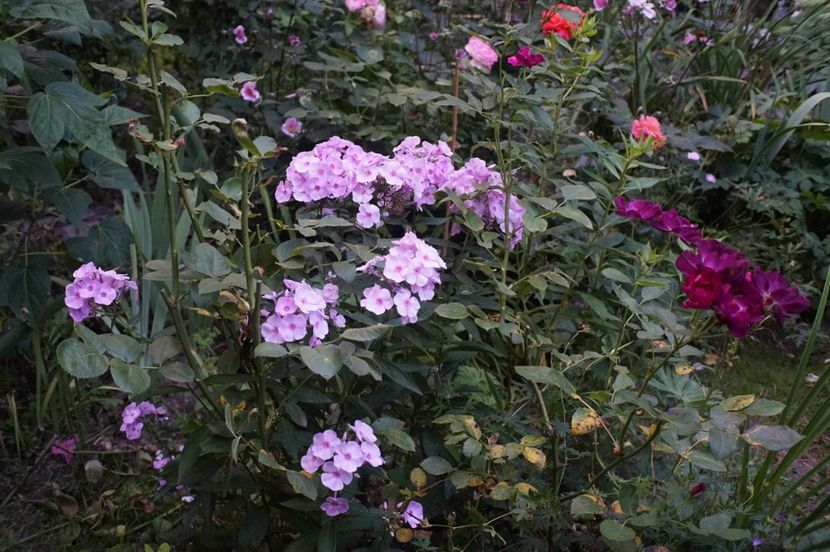  - August 2019- August 2020