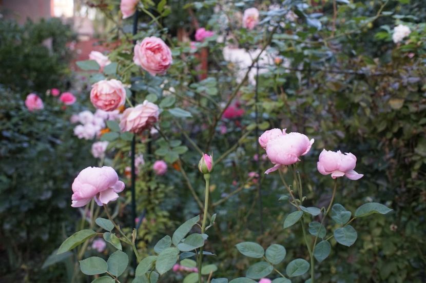  - August 2019- August 2020