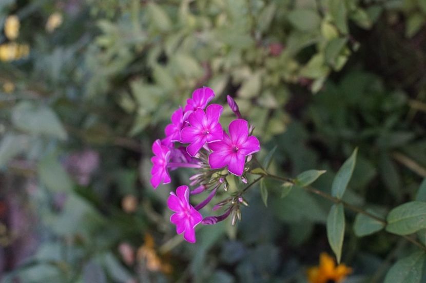  - August 2019- August 2020