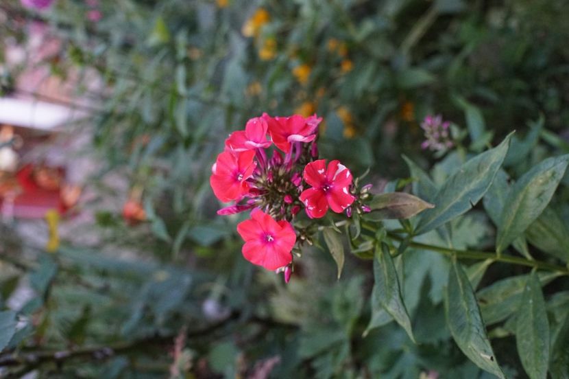  - August 2019- August 2020