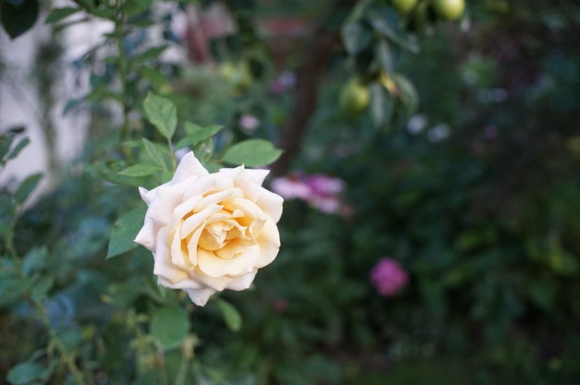  - August 2019- August 2020