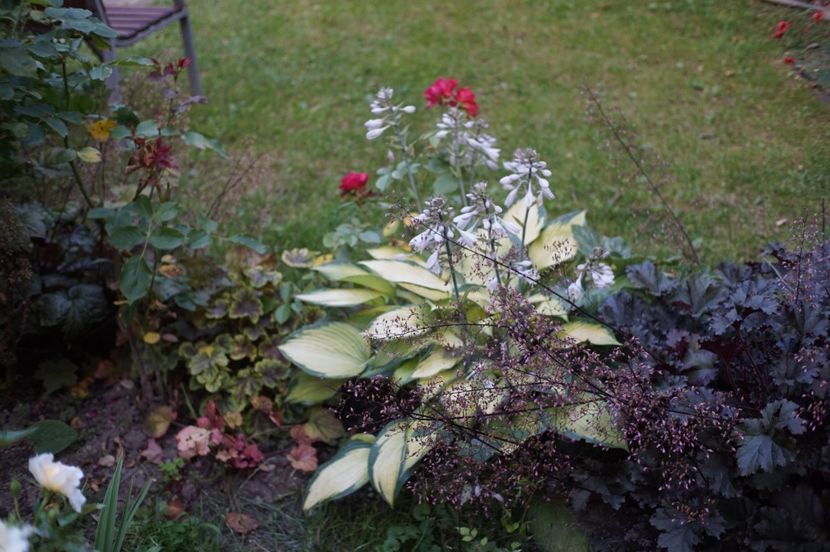  - August 2019- August 2020