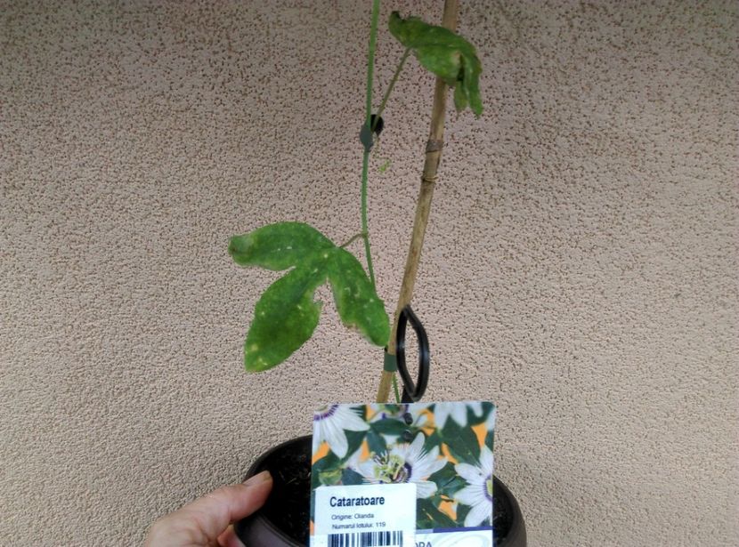 27iulie Penny - Passiflora 2020