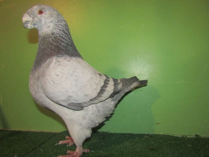 1-0 2017 h - Vânduți 2019 2020