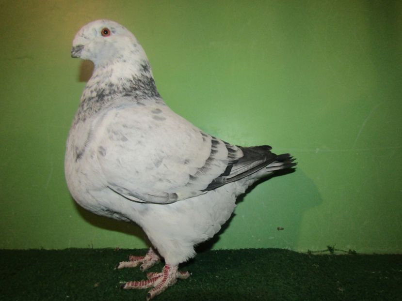 0-1 2017h - Vânduți 2019 2020