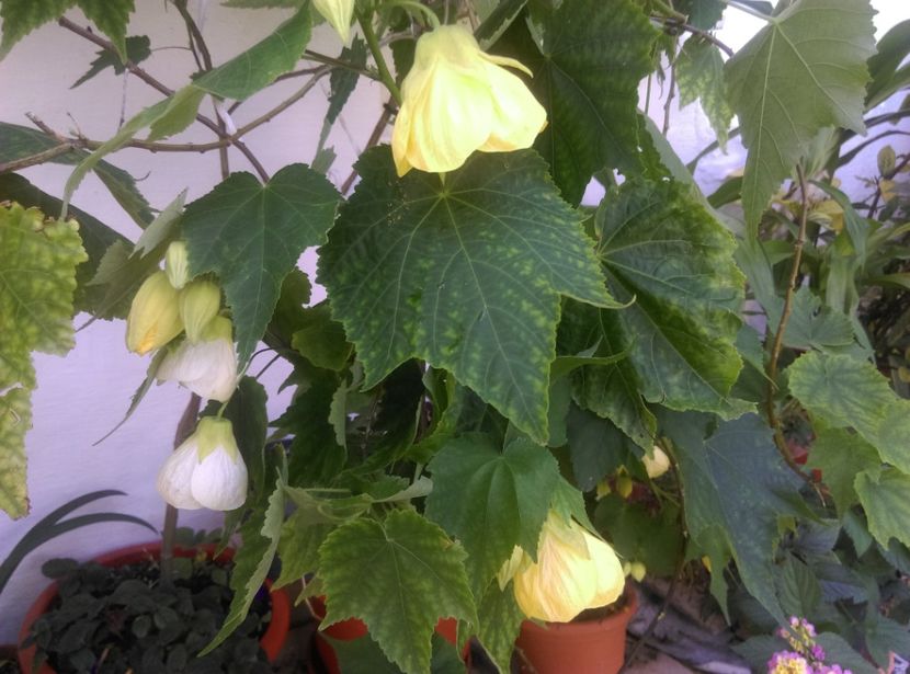  - Abutilon 2020