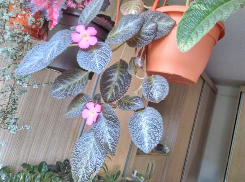  - Episcia