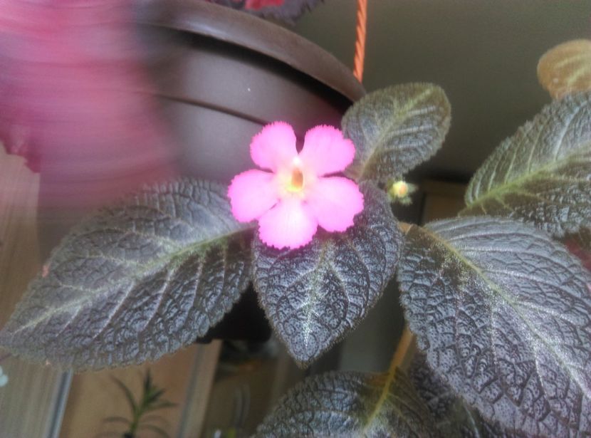  - Episcia