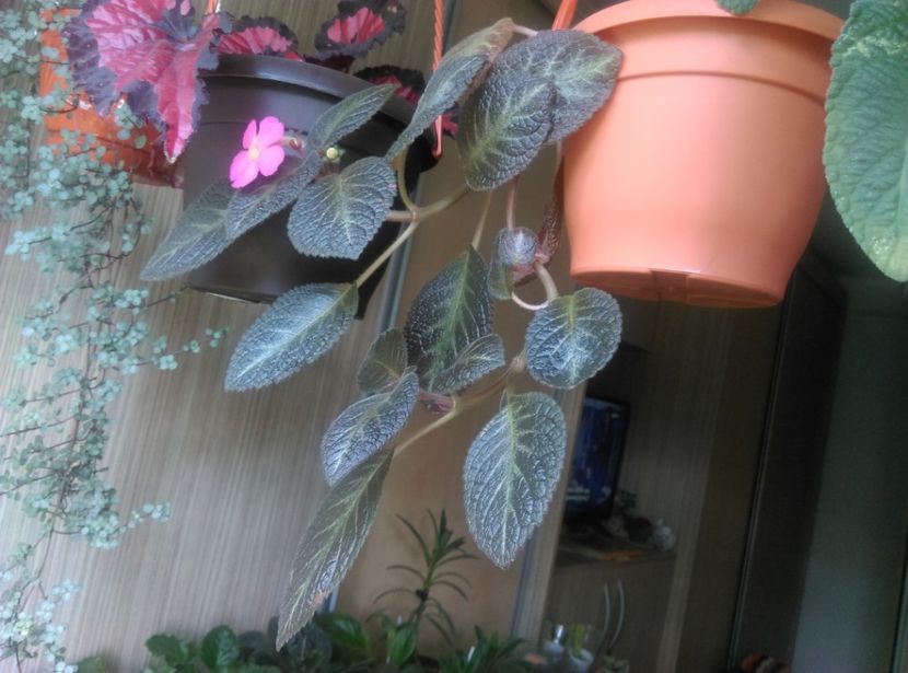  - Episcia