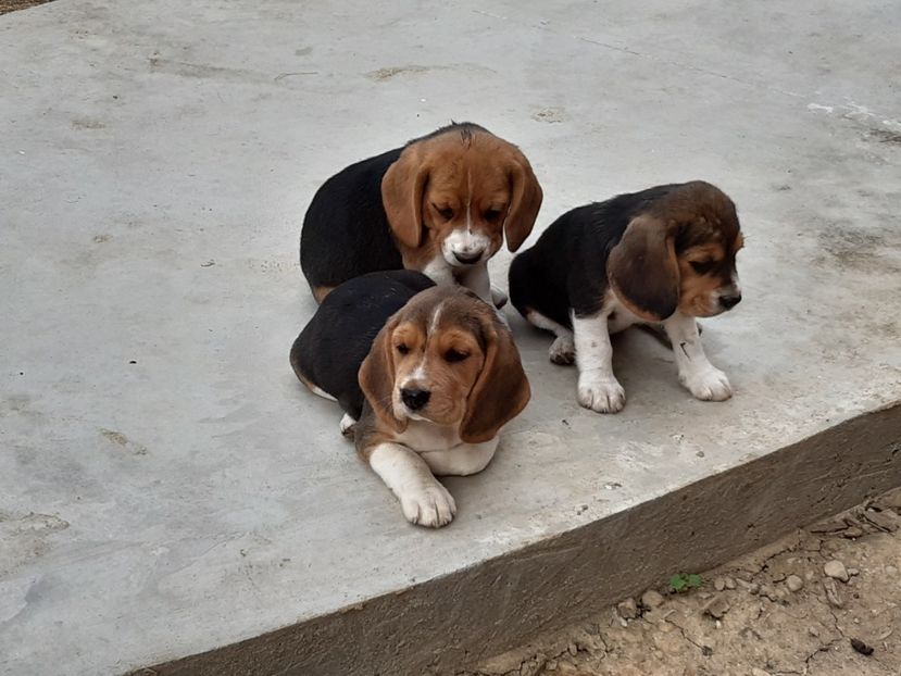  - 4-beagle de vanzare