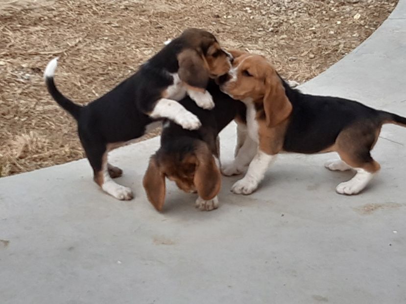  - 4-beagle de vanzare
