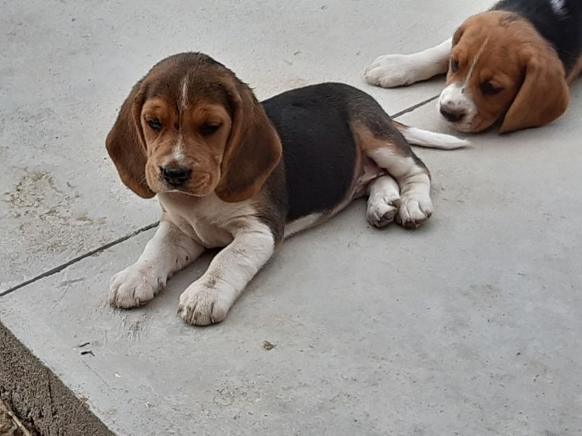  - 4-beagle de vanzare