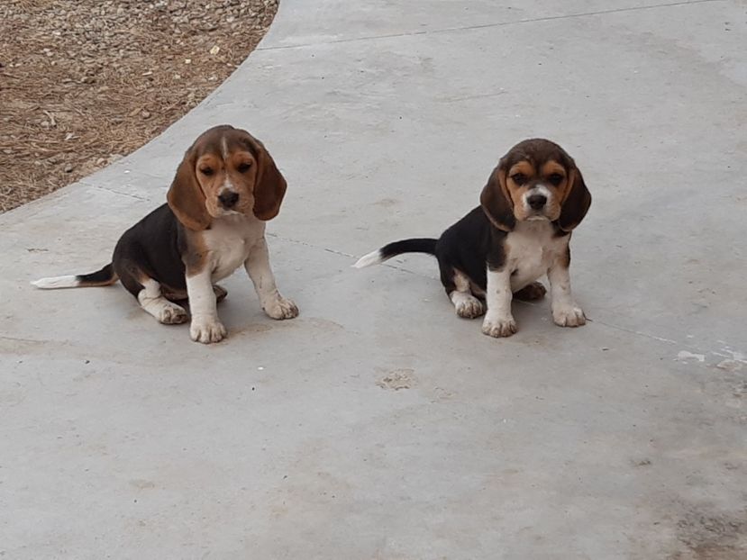  - 4-beagle de vanzare