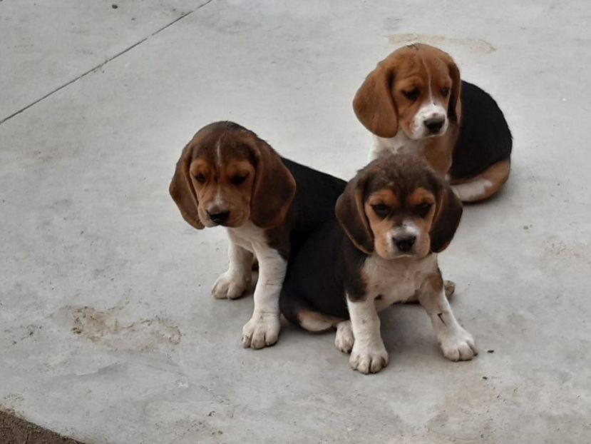  - 4-beagle de vanzare