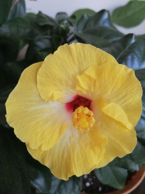  - Hibiscus