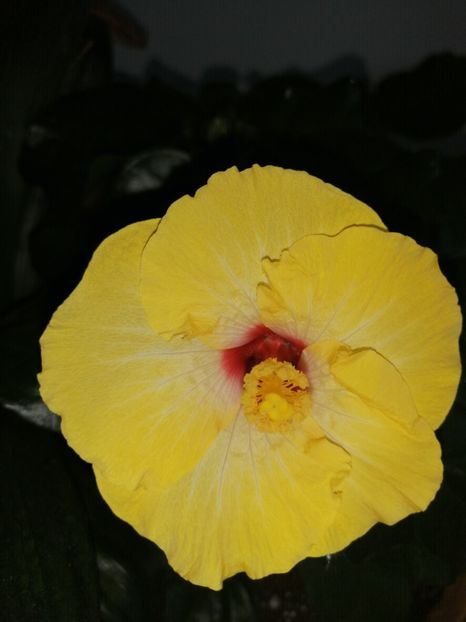  - Hibiscus