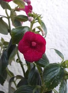  - 1 2020 - BRID s SILVIA MARINOVICI