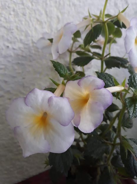  - 001 2021 - Sweet Giant