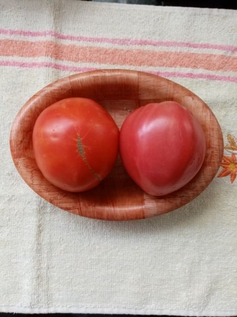  - TOMATE 2020 ALBUM 15