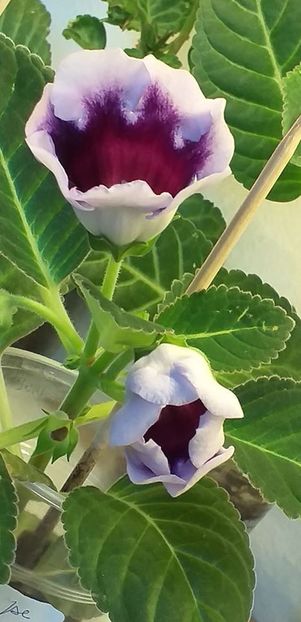 117445220_3159939027420811_2821709555256204872_o - Gloxinia 2020
