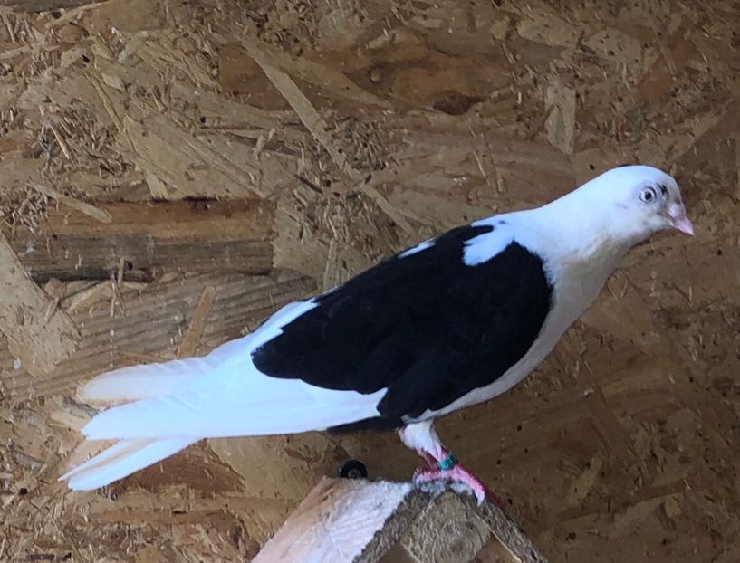 femelă  2019 - 0000001 prin voliere