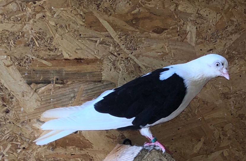 femelă  2019 - 0000001 prin voliere