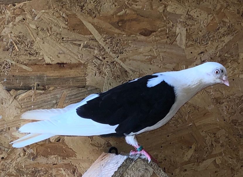 femelă  2019 - 0000001 prin voliere