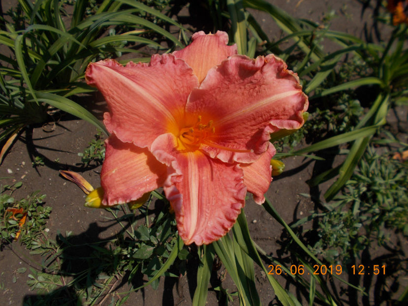 pier-ult--pretty fancy-15 - HEMEROCALLISI DISPONIBILI-2023