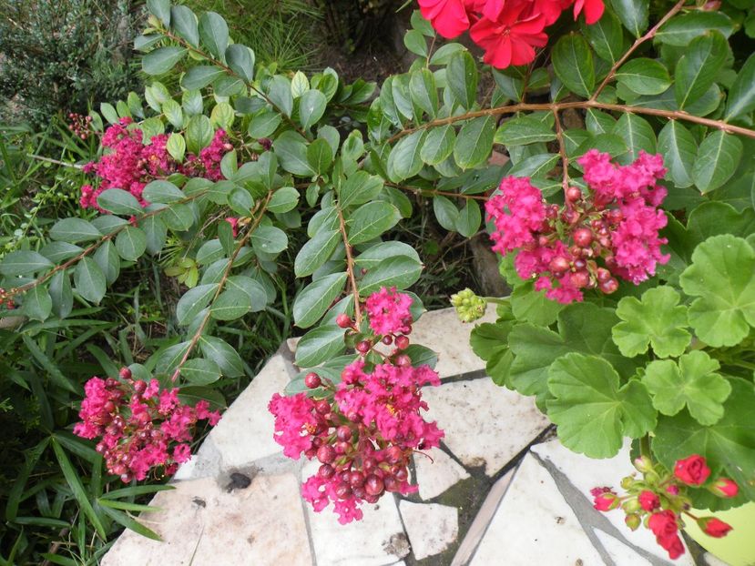 lagerstroemia red imperator - 2020