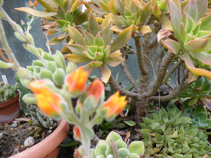 echeveria setosa - 2020