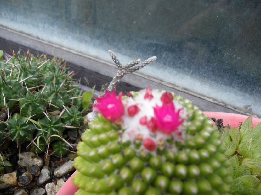 mammilaria polythele inermis - 2020