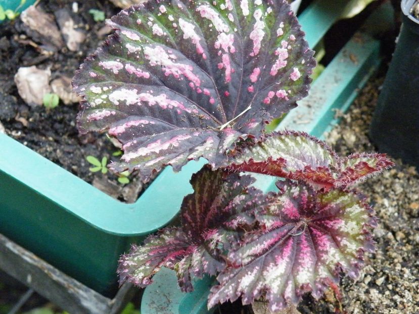 painters palette - 2020