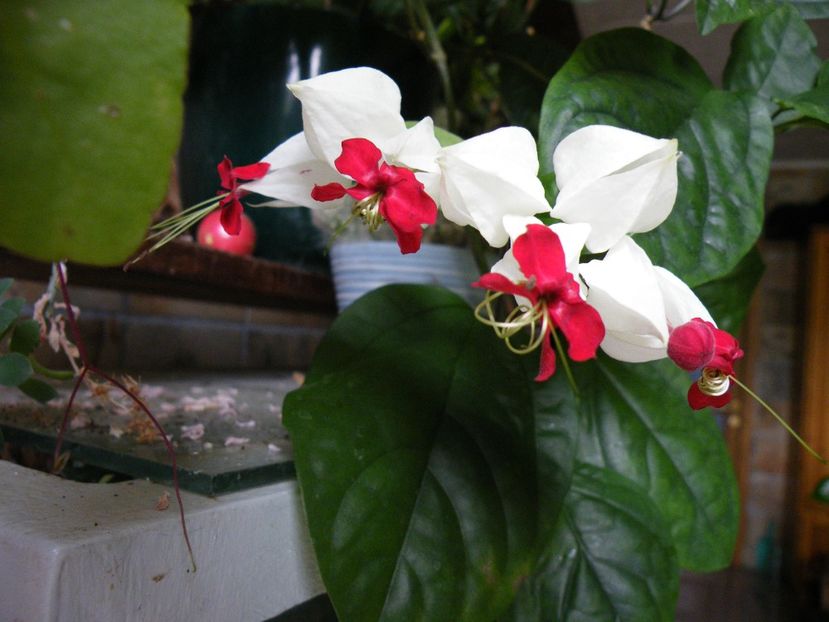 clerodendrum thompsoniae - 2020