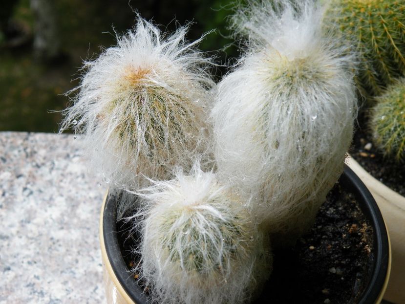 espostoa lanata - 2020