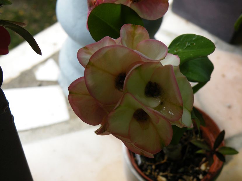 euphorbia green apple - 2020
