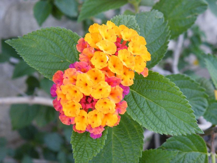  - colectie lantana