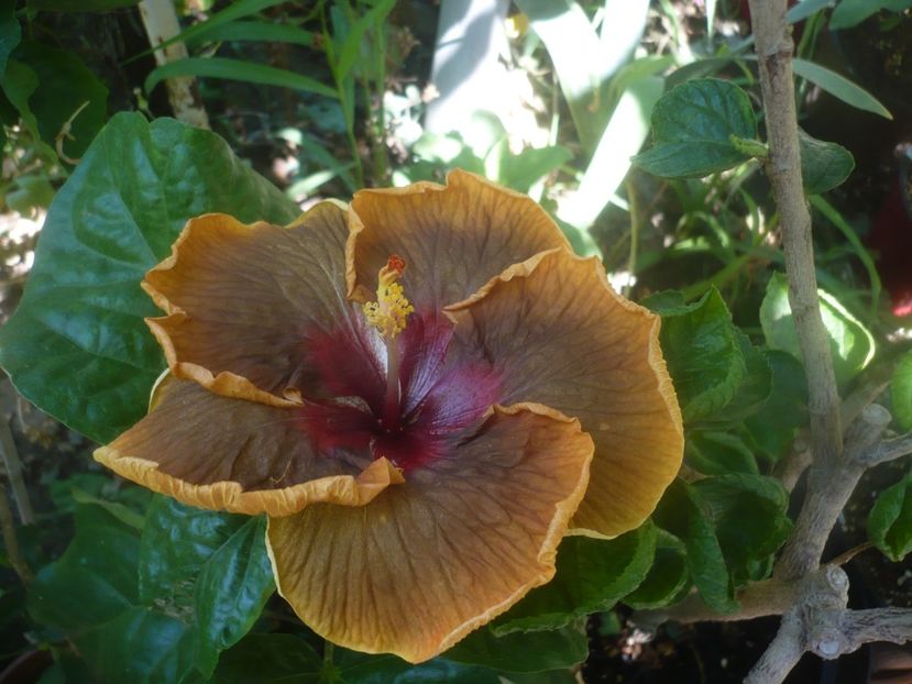 07.08.2020 - HIBISCUSI 2020-2